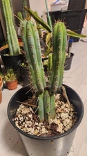 Echinopsis cacti Peruvian Cactus Succulent Plant Live Cactus Cacti tip cutting