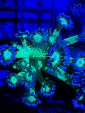 CE- WYSIWYG Green Lantern Rainbow Goni Frag - Live Coral Frag LPS SPS #RZA14