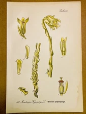 1886 ANTIQUE PICTURES LITHOGRAPH ART PRINT BOTANY FLOWER FLORA NATURE DECO PO...