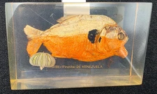 Preserved Red-Bellied Piranha Encased in a Clear Resin Block
