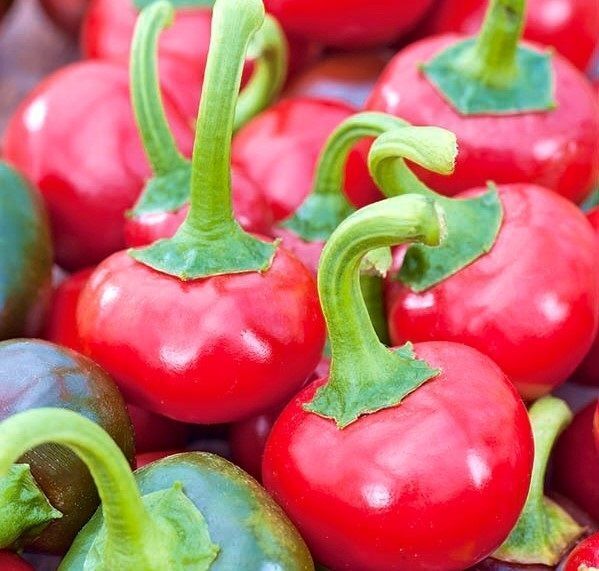 Tomaten- und Gemüseerde, Pflanzenerde für alle Gemüsepflanzen Substrat für Papri