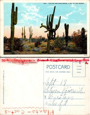Cactus Sage Brush Arizona Desert Postcard Western Pub Co 77748 Written Back