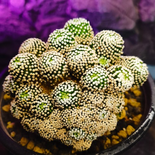 0507--------- - Astrophytum myriostigma cristata / Ariocarpus / - Bild 4 von 6