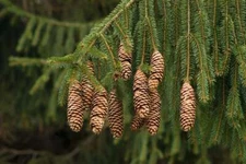 Norway Spruce Tree Seeds - 50 Seeds -Beautiful Evergreen Tree Seeds- Picea Abies