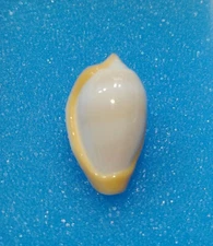 Formosa/SEASHELL/Prunnum cincta 21.9mm. Senegal.