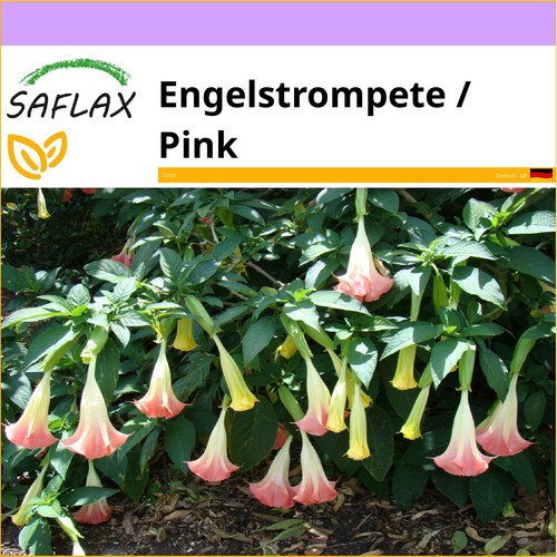 SAFLAX - Samen - Engelstrompete / Pink - 10 Samen - Bild 6 von 6