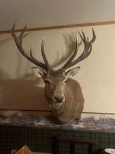 Red Stag Shoulder Mount