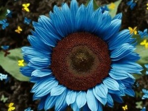 USA SELLER 50 Bright Blue Sunflower 