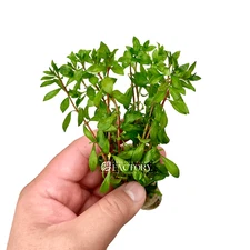 Ludwigia Arcuata Narrow Leaf Repens | Aquarium Plants Factory®