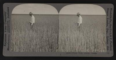 Wheat field Alberta Canada Old Photo