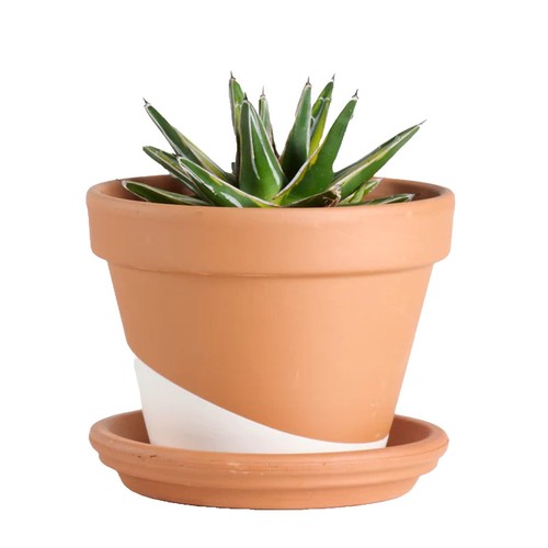 Agave Nizandensis, rare succulent plant cactus aloe exotic