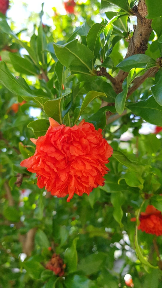 MONJARDINEXTRAORDINAIRE Punica granatum 'Pleniflora' / Grand grenadier à fleurs / Conteneur de 7 à 10...