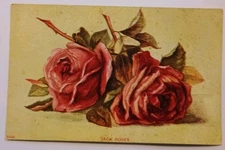 Jack Rose red pink flower Postcard antique