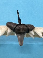 SHARK TOOTH PENDANT…5/8 Inch Fossilized LEMON Shark Tooth from Venice Florida 