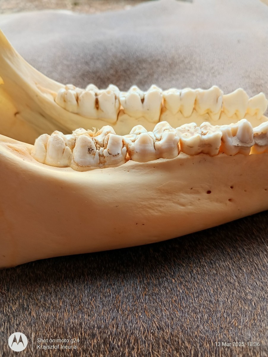 One Wild Boar Hog Skull Lower Jaw With Complete Set Of Teeth Fangs