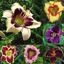 Imported Flower Bulbs varity summer Season Bulbs For Your Garden Pack of 5 bulbs