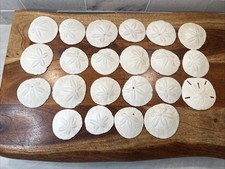 Lot Of 20 Large Natural Sand Dollars Sea Shells 2  To 3  Beach Decor Craft Items