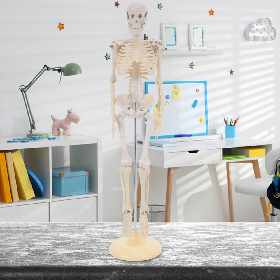 2pcs Educational Human Body Anatomy Model - Articulated Skeleton Model ...