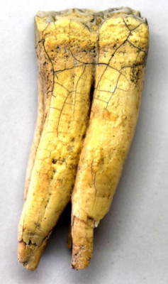 Fossilized Animal  Mammalian Fossil Teeth  2 1/2'' Long