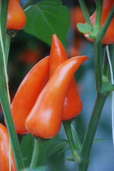 15 Semillas Pimiento Picante  Fresno Naranja