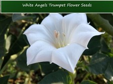 Flower Seeds- Angels Trumpet 20 Seeds Sweet White Blossoms Datura inoxia