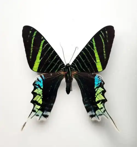 2 PCS natural Real Butterflies Specimen (Sun Moth and Moon Moth) - Picture 3 of 4