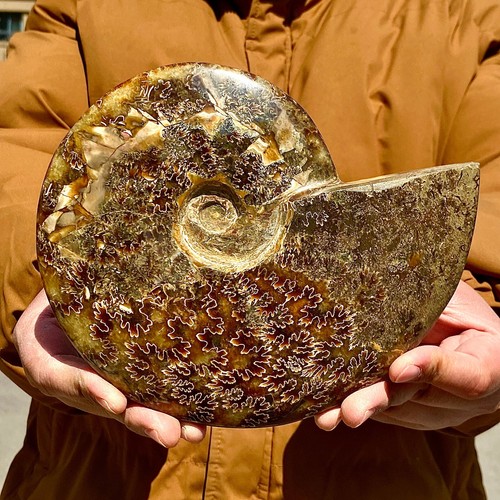 3.61LB Rare natural polished Natural conch fossil specimens of Madagascar - 第 8/13 張圖片