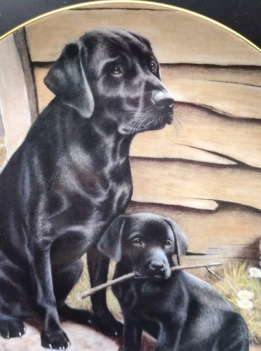 Dog Lovers Black Labradors "Like Father, Like Son" Plate By Nigel Hemming puppy - Picture 4 of 5