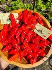 Naga Morich Pepper Seeds Red Chili Peppers 800,000+ Scoville SHU India