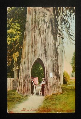 1910s Bicycle Path through Cedar Tree between Everett and Snohomish WA Postcard