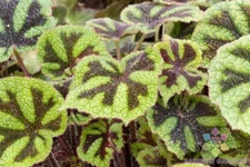 25+ Iron Cross Begonia Seeds for Garden Planting - USA - FREE SHIPPING!