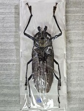 スラウェシ　Xixuthrus penrousi　標本 Xixuthrus for collectors | rare and large Xixuthrus