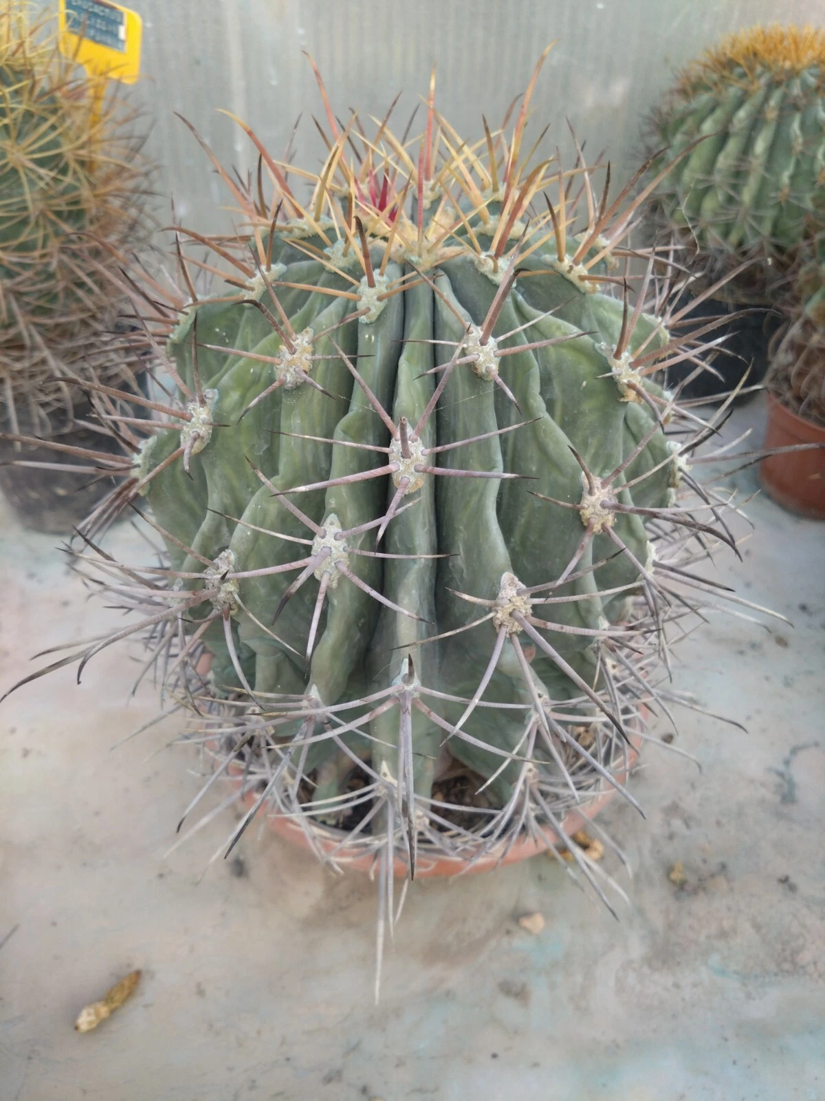 Foto 5 di 6