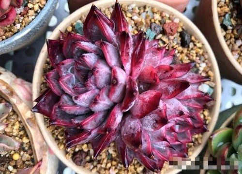 Echeveria Black swan 4cm Succulent