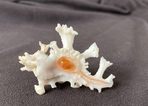 MURICIDAE Homalocantha Anatomica 47.3mm Cebu, Philippines