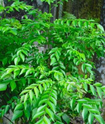 Pure Premium Grade A Naturally Dried Organic Curry Leaves/Leaf From Ceylon