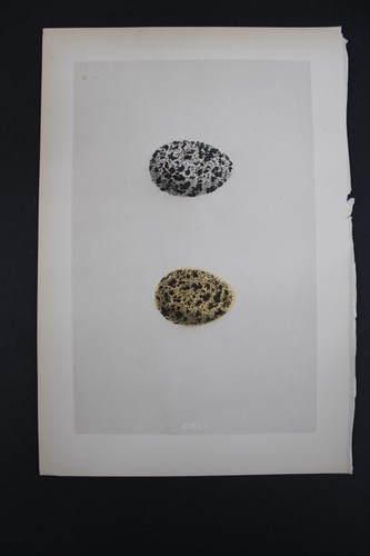 Birds, Nests, Eggs, F.O.Morris, 1875 - Picture 3 of 3