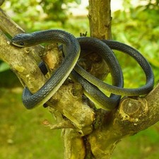 Fake Realistic Snake Lifelike Real Scary Rubber Toy Prank Party Joke For Garden