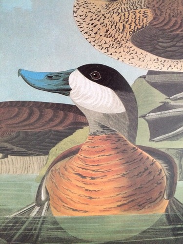 Ruddy Duck Audubon Druck 11,5" x 15" Lithographie 82 - Bild 5 von 7