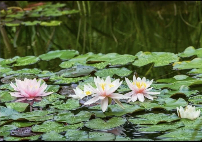 Hardy Water Lily Live Plant Mix Sizes, White, 5 Counts - Image 2 of 4