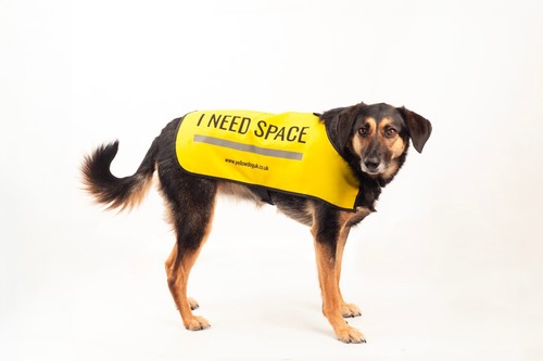 Chaleco para perro amarillo Reino Unido "necesito espacio" para perros nerviosos ansiosos que necesitan espacio - Imagen 29 de 53