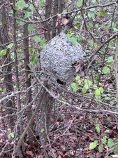 Large Bald Faced Hornets Nest 15x12 -Great Co...