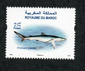 16 Morocco Maroc Marine Life The Blue Shark Le Requin Bleu Set 1v Mnh Ebay