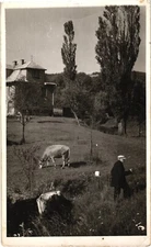 Farmer Farm Cows Field RPPC Real Photo Postcard c1941