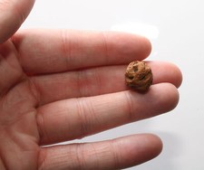 Fossil Pine Cone from Late Cretaceous - Hell Creek Formation - Great Specimen