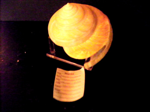 PLEUROTOMARIA TERAMACHII ( SLIT SHELL )