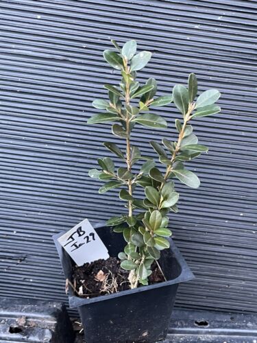 Japanese Boxwood