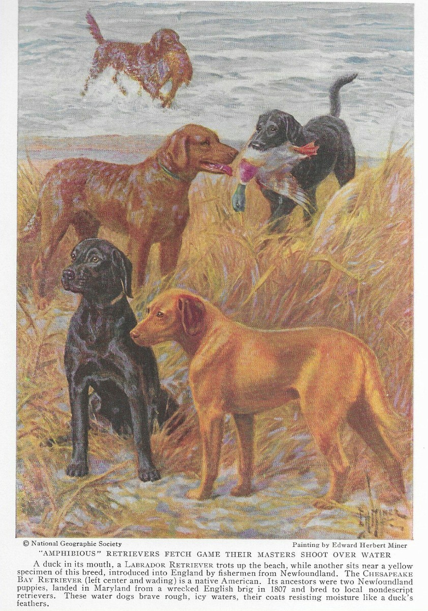 Labrador Chesapeake Bay Retriever Custom Matted Vintage Color