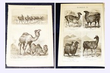 KAMELE Dromedar Trampeltier Karawane Lama Alpaca Guanaco Stich 1895 – 131 Jahre