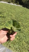 25,HELEN'S,WATER,LETTUCE,100 ,ORGANIC,GROWN,LICENSED,WATER,POND,FLOATING,PLANTS